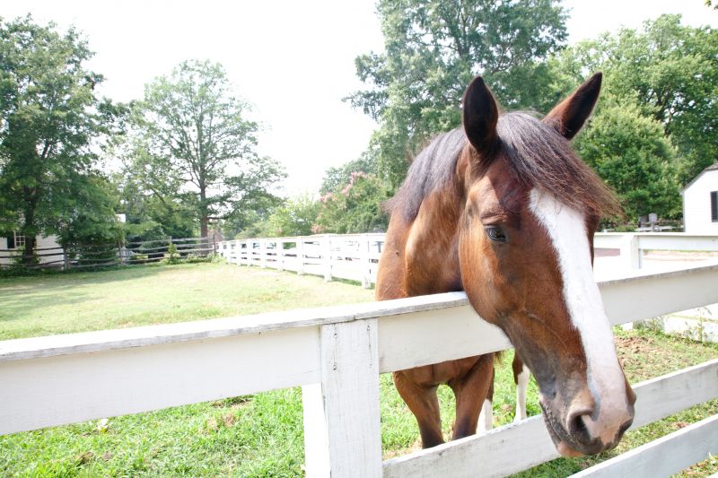 Equine Fence Repair